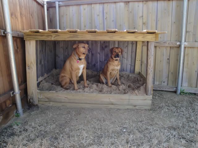 Dog won't stop digging | Springfield XD Forum